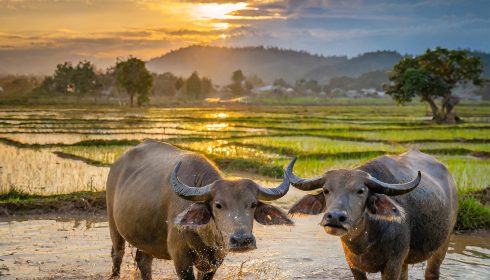VN01 Buffalos in rice paddy landscape Vietnam
