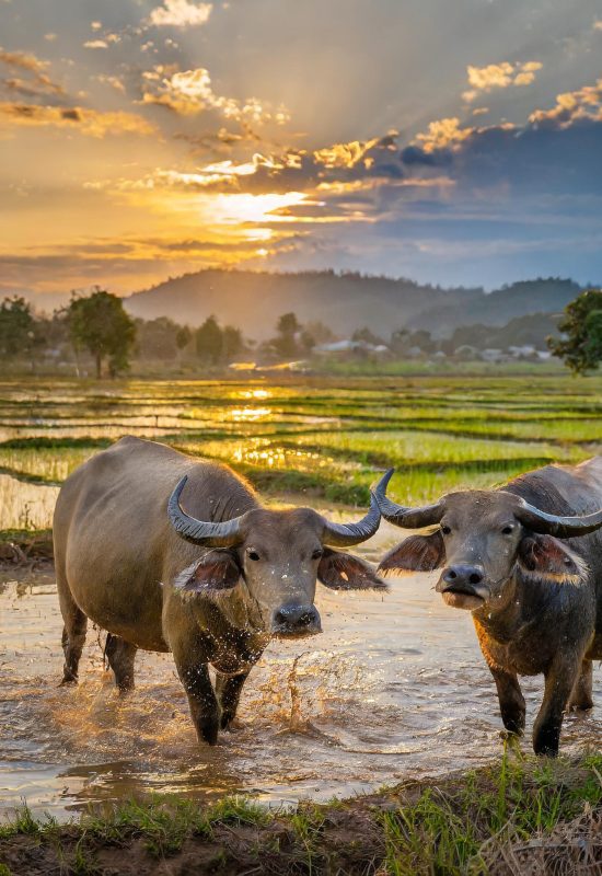 Buffalos in rice paddy landscape Vietnam