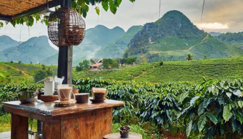VN29 Vietnam coffee fileds