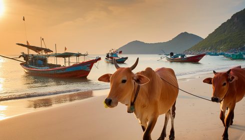 cows on beach vietnam fishing boats cows on beach vietnam fishing boats