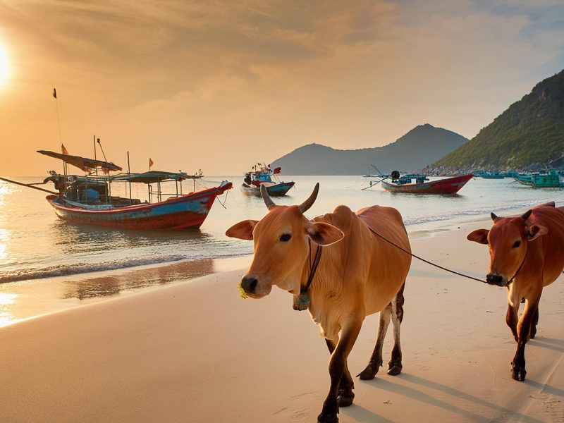cows on beach vietnam fishing boats cows on beach vietnam fishing boats